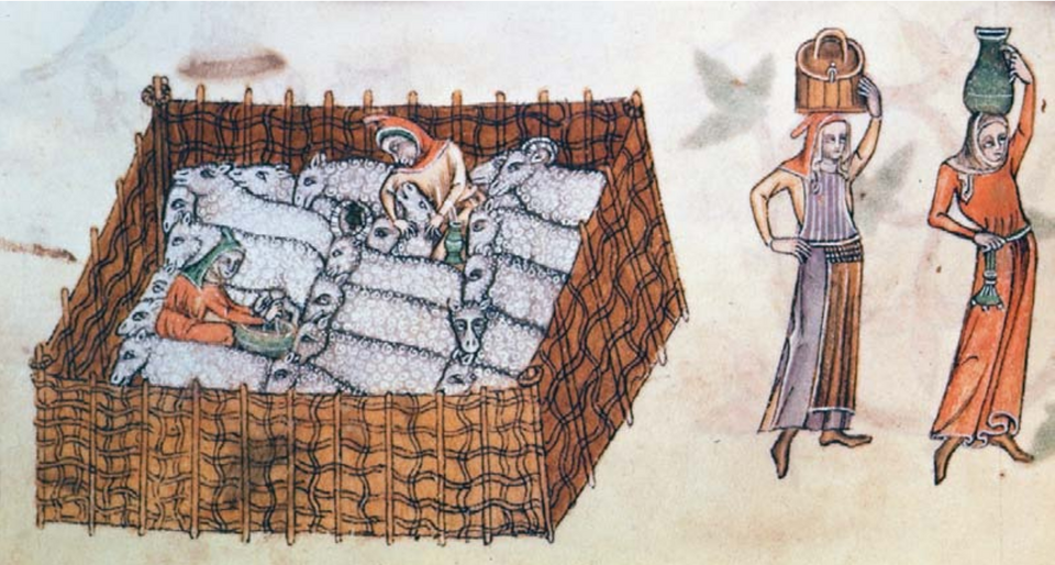 Villagers working in a sheepfold and milking a ewe, from the Luttrell Psalter