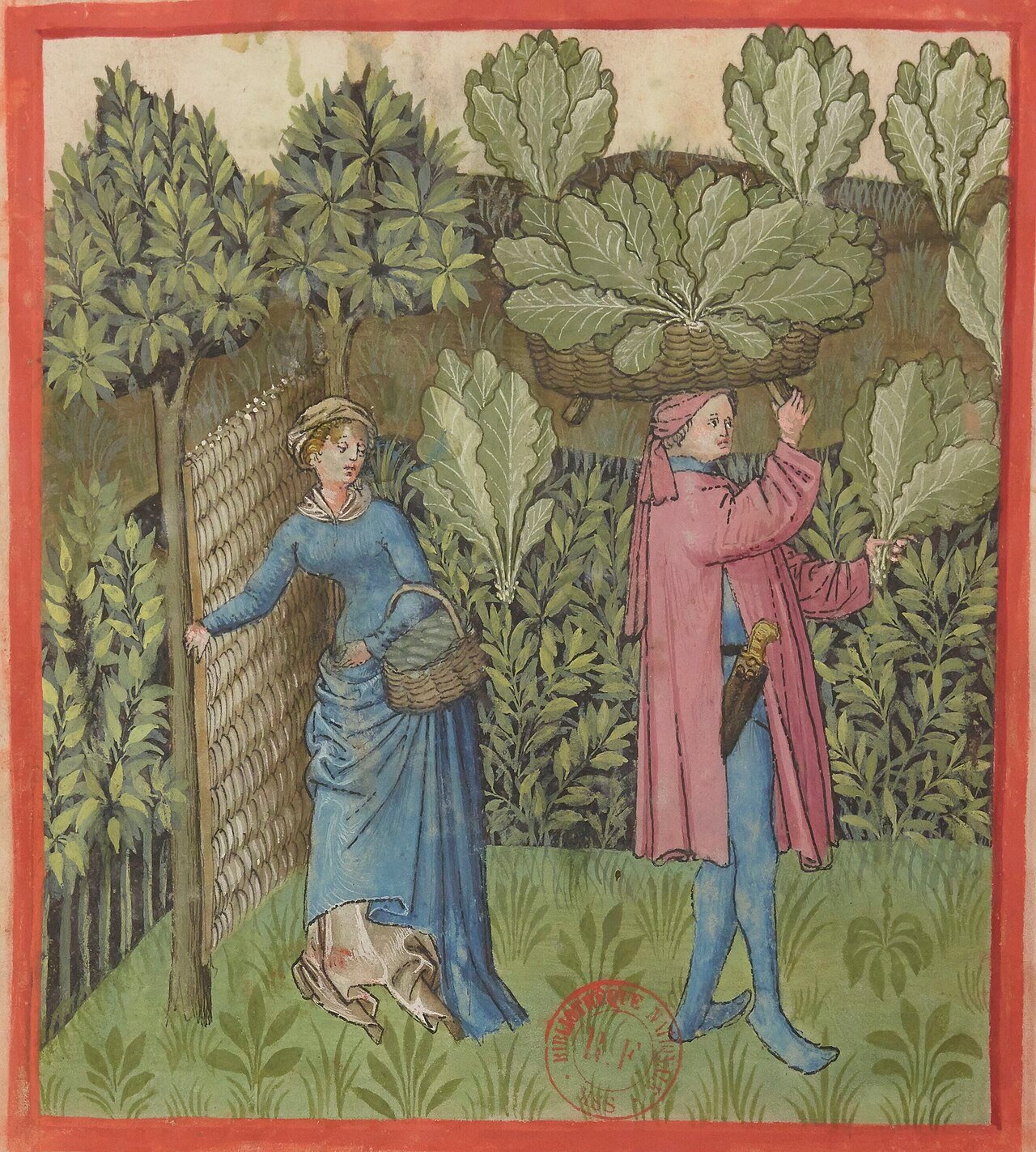 What did medieval peasants eat: cabbages being harvested in a 14th-century Tacuinum Sanitatis manuscript
